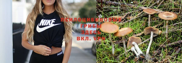 индика Богданович